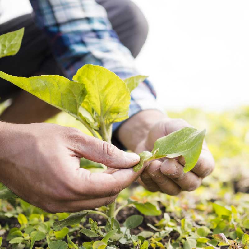 asesoría plantas