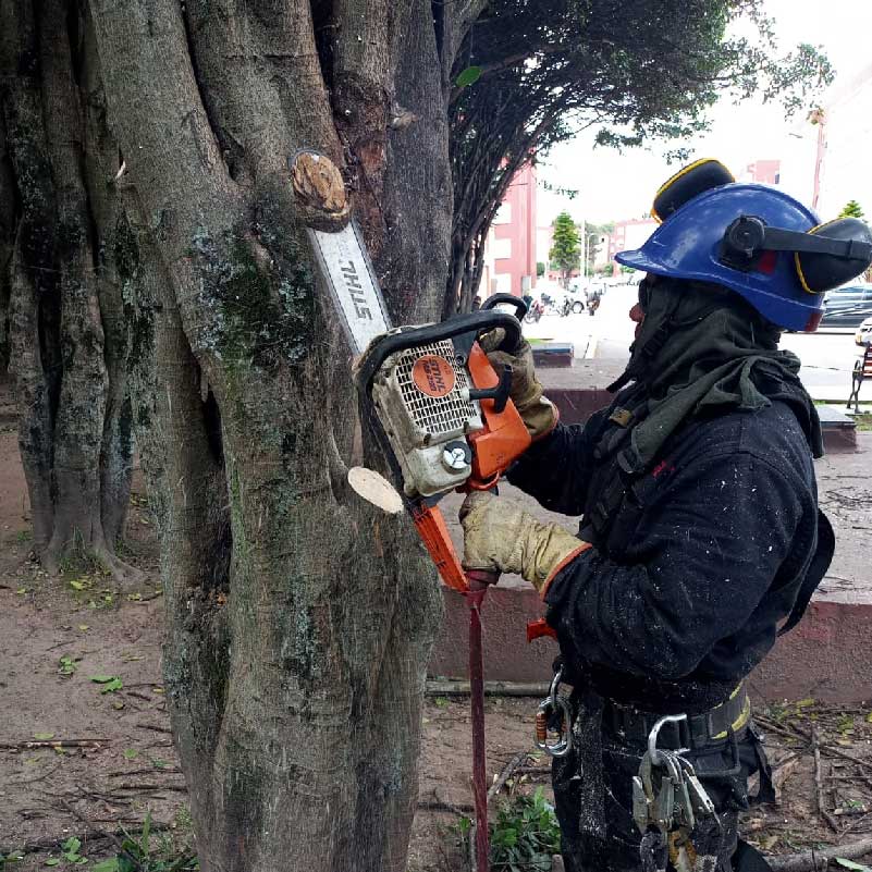 poda de arbol